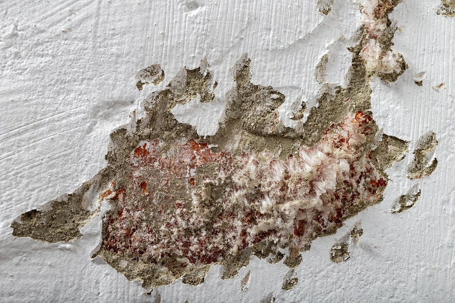 How Long Does Waterproofing Last? | mould growing on wall